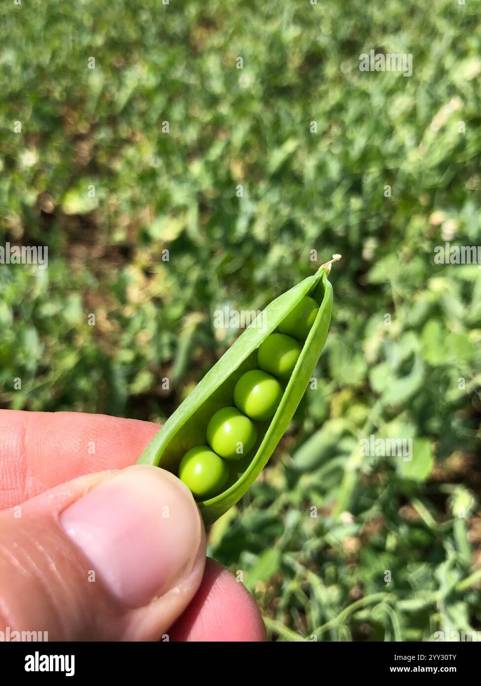 Vérification de la qualité et de la maturité des pois à vin dans un champ en juillet. Lincolnshire, Angleterre, Royaume-Uni Banque D'Images