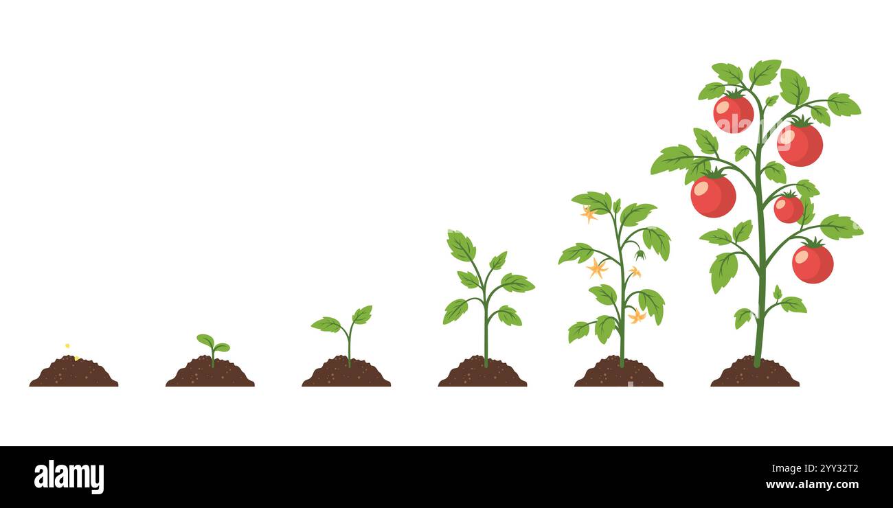 Illustration des stades de croissance de la tomate. Dessin animé vectoriel montrant la croissance de la tomate de la graine, germination, germination, floraison à la plante mature avec des fruits mûrs Illustration de Vecteur