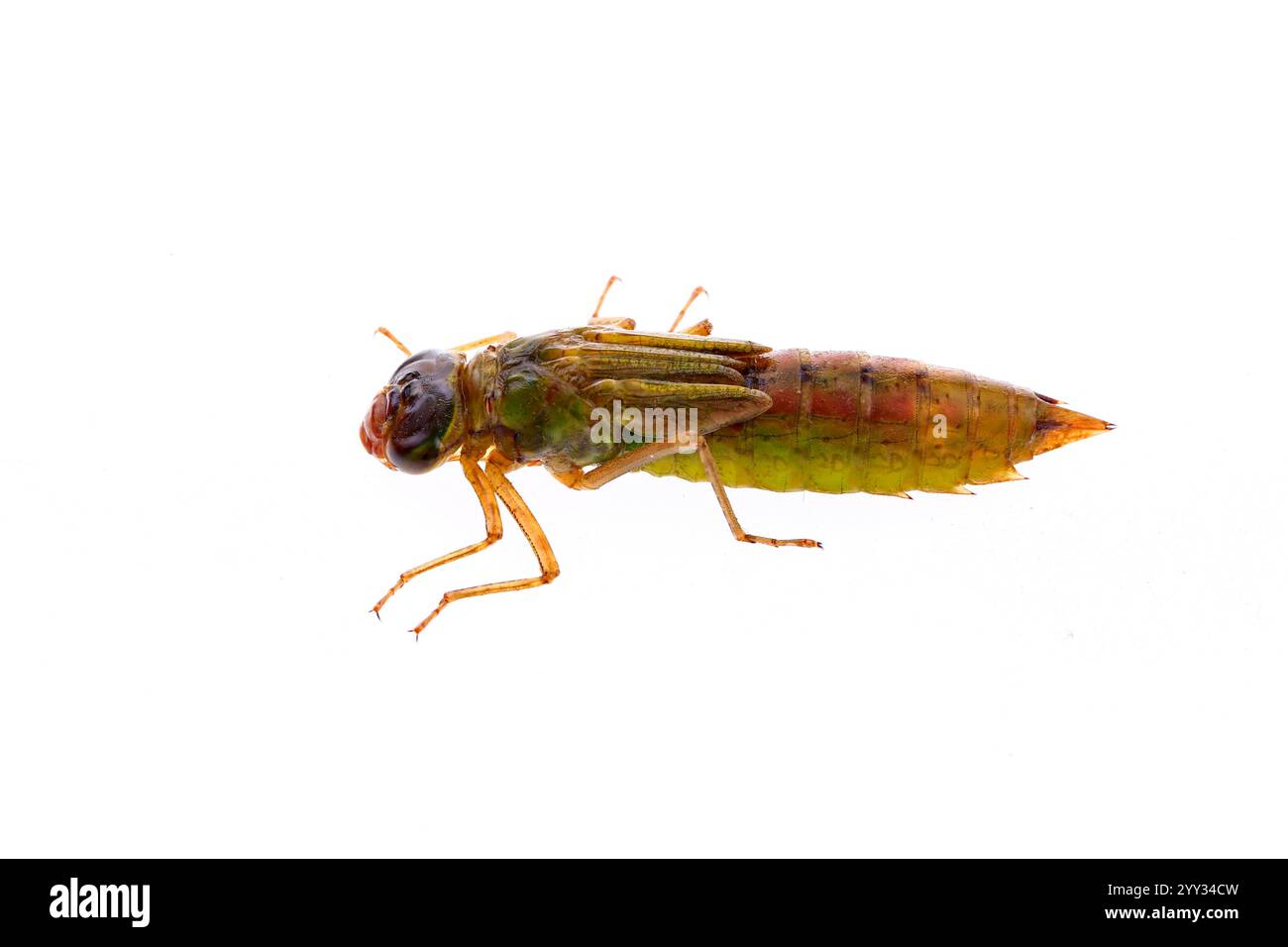 Les larves de Dragonfly, et sur un fond blanc Banque D'Images