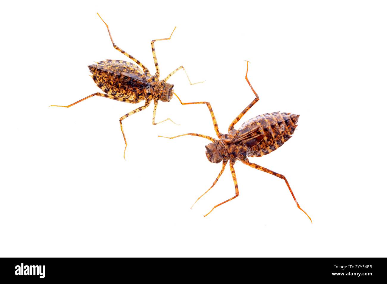 Les larves de Dragonfly, et sur un fond blanc Banque D'Images