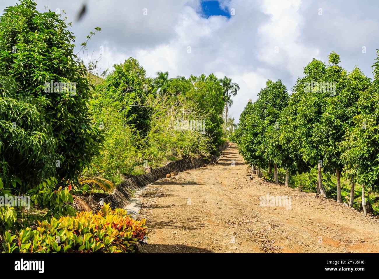 Un chemin de terre traverse un bosquet d'arbres. Les arbres sont verts et feuillus, et il y a quelques fleurs au premier plan. La route est entourée d'un lu Banque D'Images
