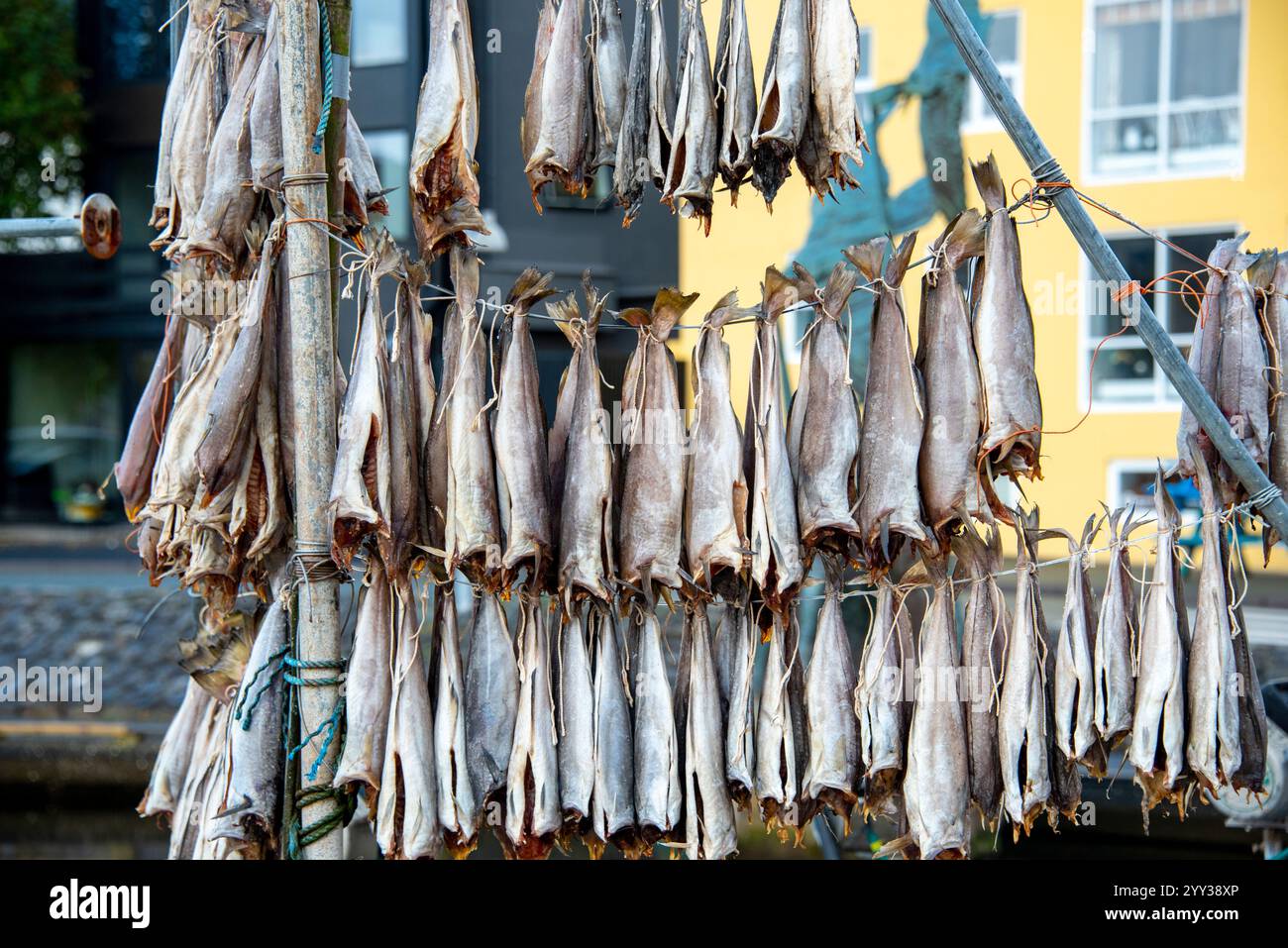 Poisson fermenté séché à l'air - Îles Féroé Banque D'Images