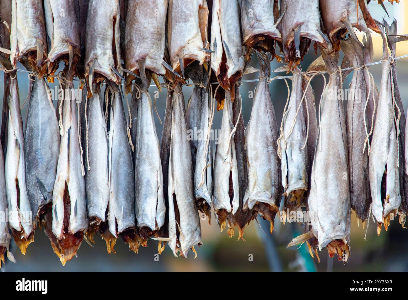 Poisson fermenté séché à l'air - Îles Féroé Banque D'Images