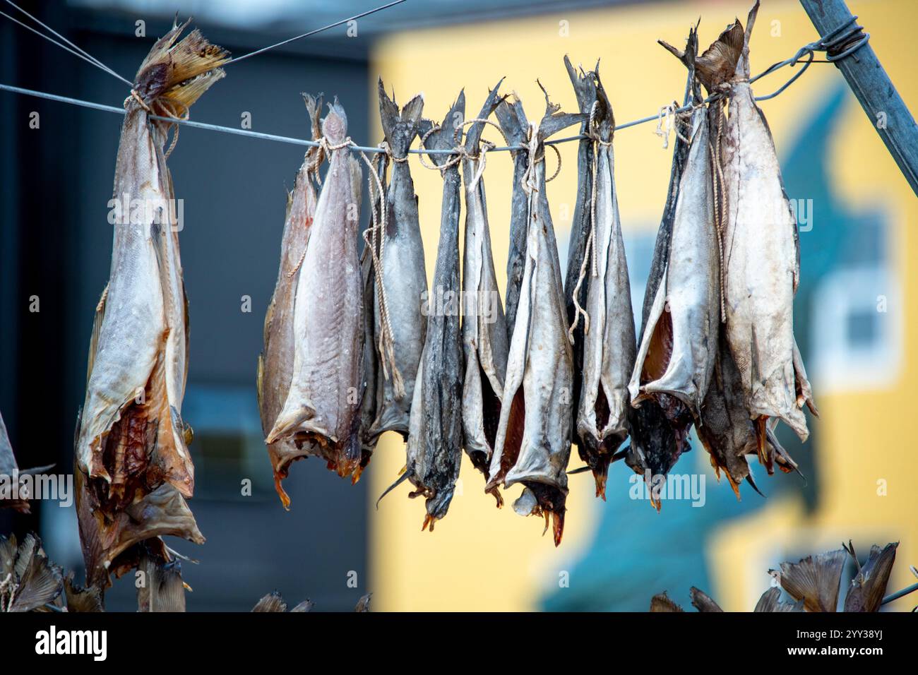 Poisson fermenté séché à l'air - Îles Féroé Banque D'Images