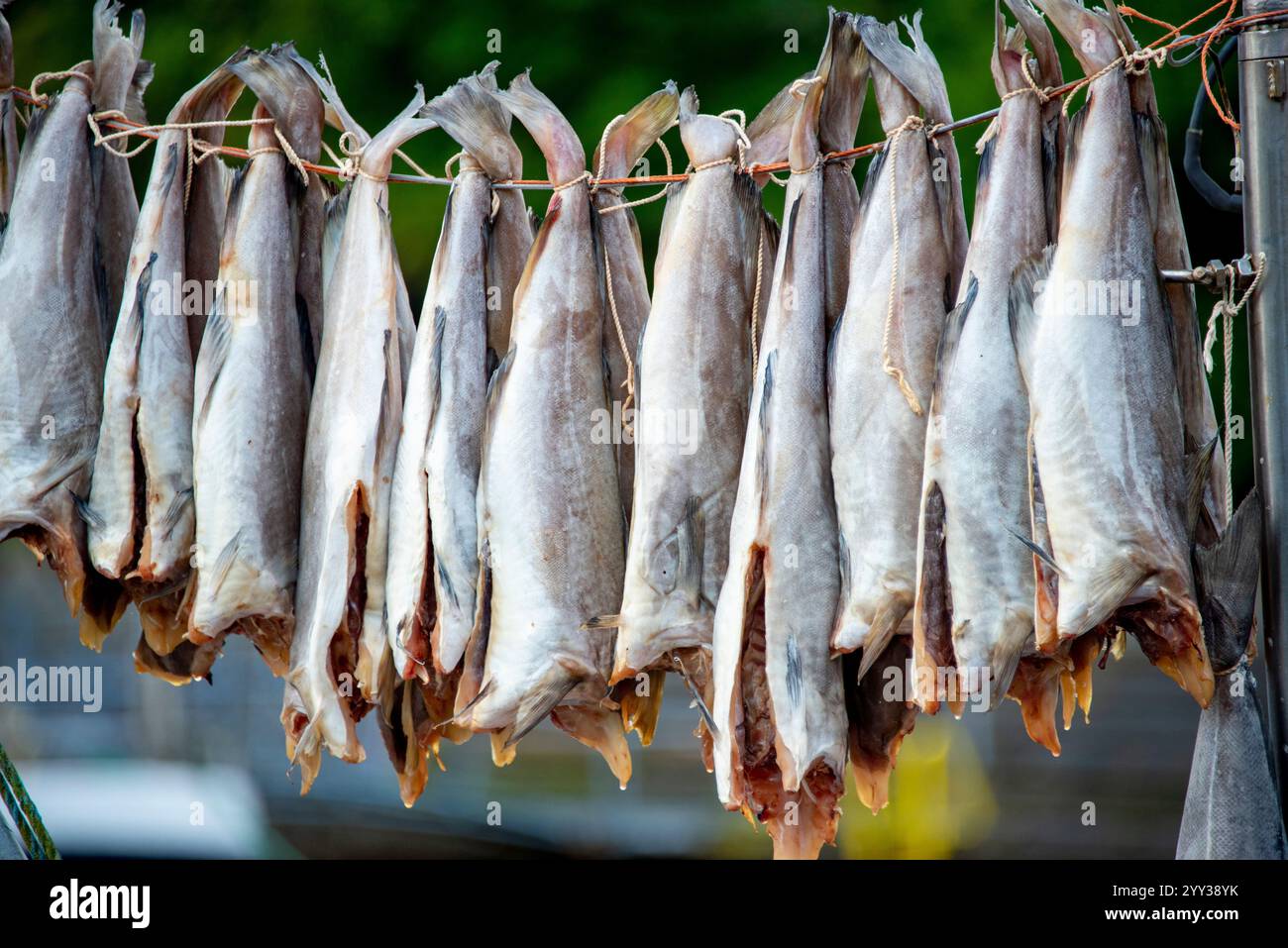 Poisson fermenté séché à l'air - Îles Féroé Banque D'Images