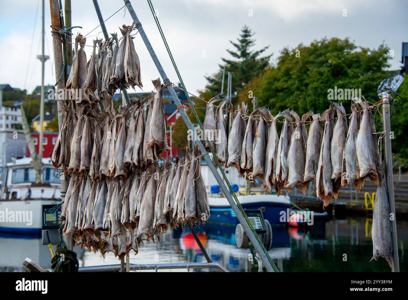Poisson fermenté séché à l'air - Îles Féroé Banque D'Images