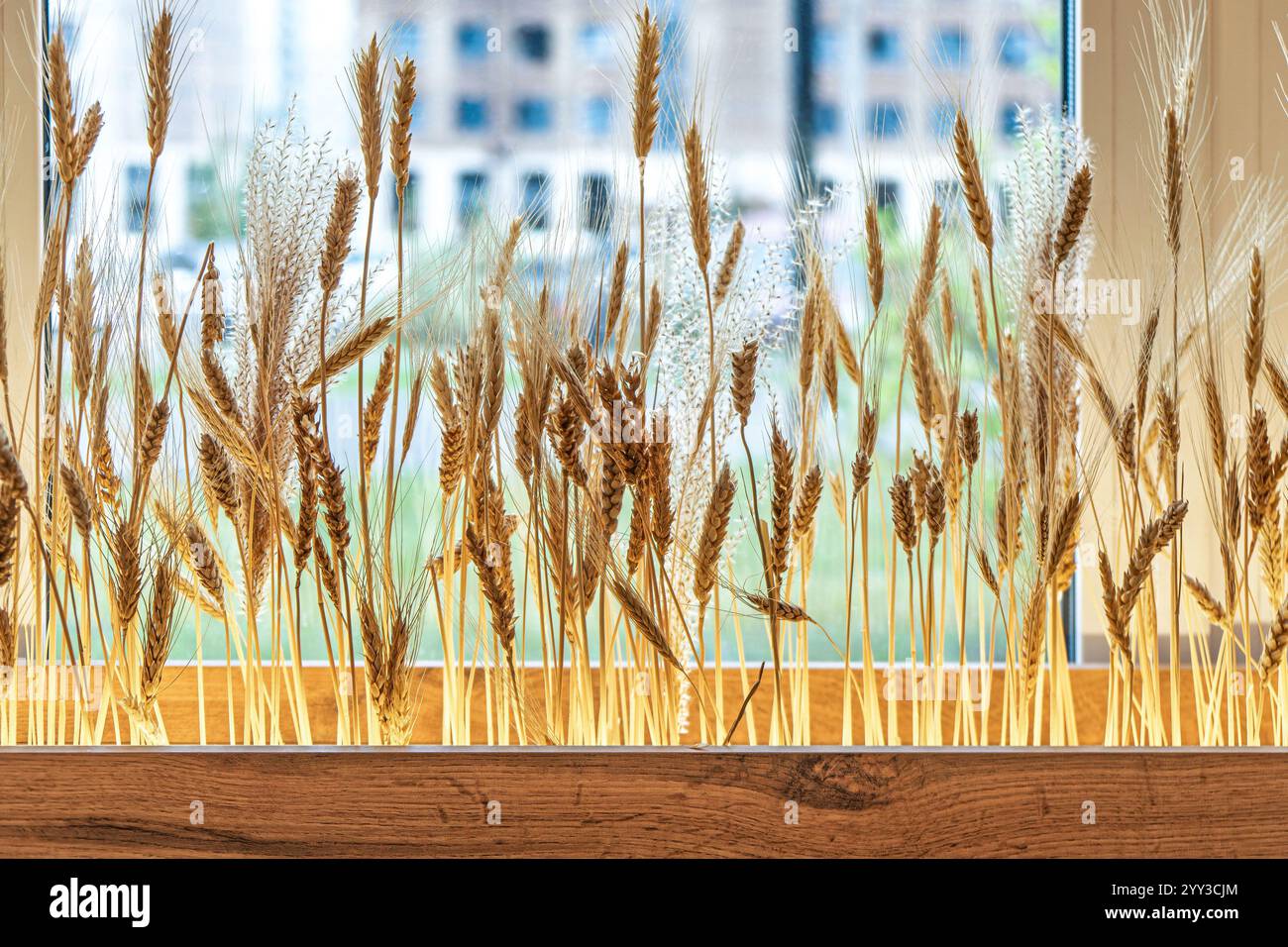Tiges de blé exposées dans une jardinière en bois par une fenêtre, éclairées par la lumière naturelle du soleil. Concept de décoration intérieure rustique Banque D'Images