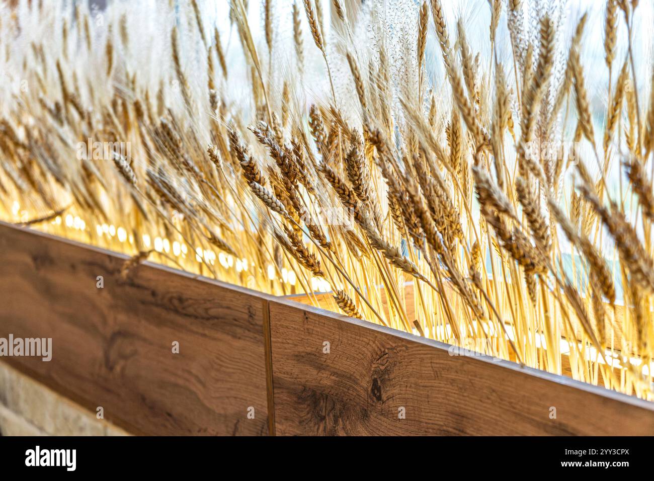 Tiges de blé exposées dans une jardinière en bois par une fenêtre, éclairées par la lumière naturelle du soleil. Concept de décoration intérieure rustique Banque D'Images