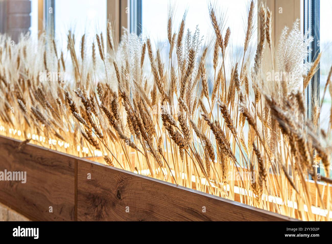Tiges de blé exposées dans une jardinière en bois par une fenêtre, éclairées par la lumière naturelle du soleil. Concept de décoration intérieure rustique Banque D'Images