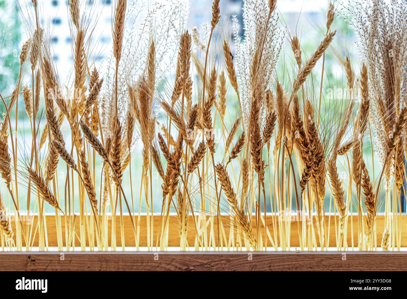 Tiges de blé exposées dans une jardinière en bois par une fenêtre, éclairées par la lumière naturelle du soleil. Concept de décoration intérieure rustique Banque D'Images