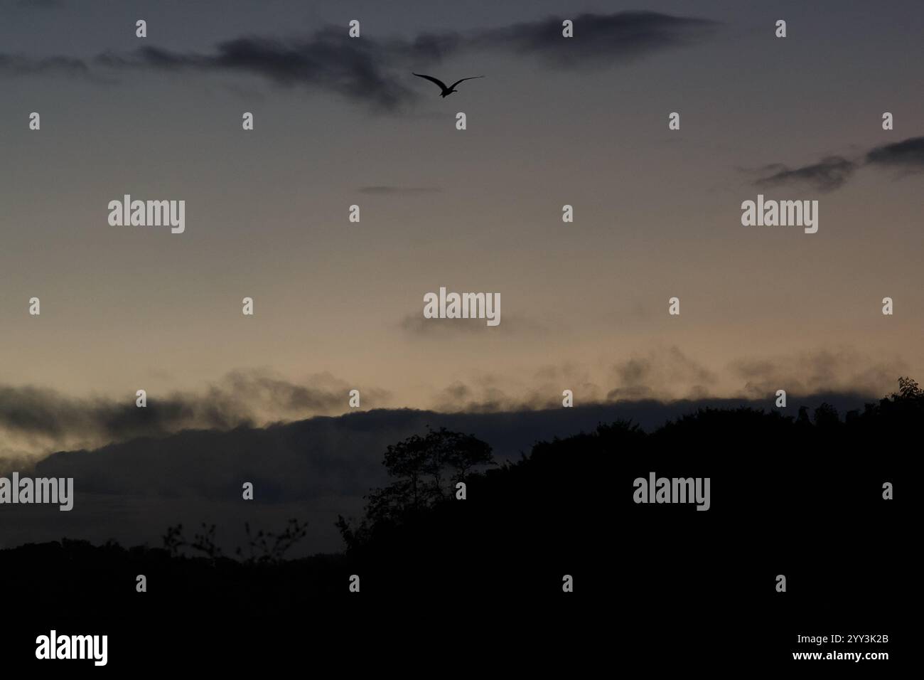 Un héron gris (Ardea cinerea) vole à travers un ciel brumeux de l'aube dans la campagne de Kanagawa, au Japon. Banque D'Images