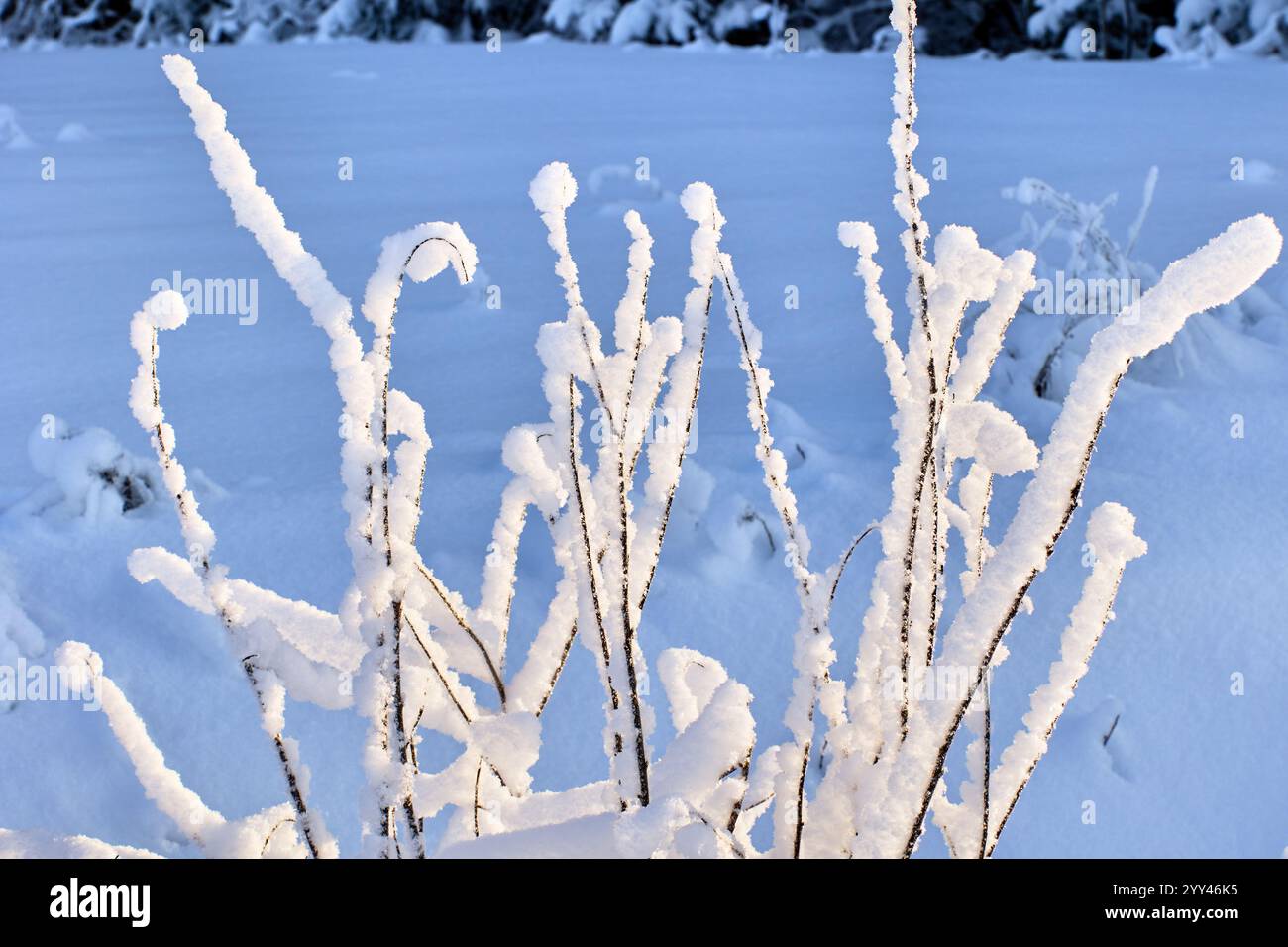 Les fourrés de buissons de bord de route sont couverts de neige humide. Banque D'Images