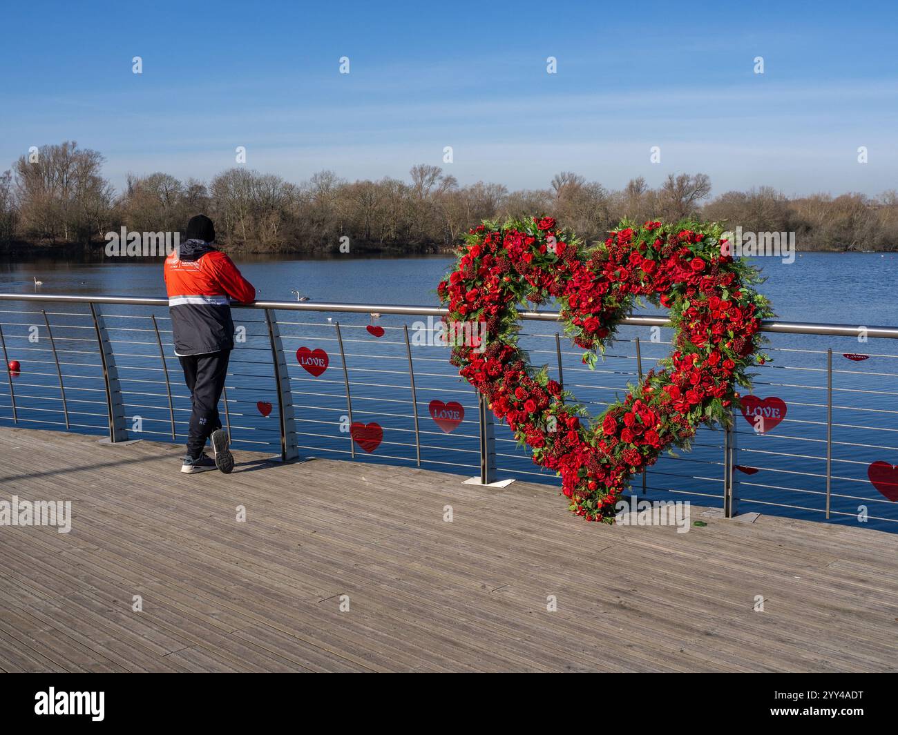 Roses rouges façonnées en un cœur géant pour la Saint-Valentin sur la promenade du centre commercial Rusden Lakes, Northamptonshire, Royaume-Uni ; avec un homme en veste rouge Banque D'Images Roses rouges façonnées en un cœur géant pour la Saint-Valentin sur la promenade du centre commercial Rusden Lakes, Northamptonshire, Royaume-Uni ; avec un homme en veste rouge Banque D'Images