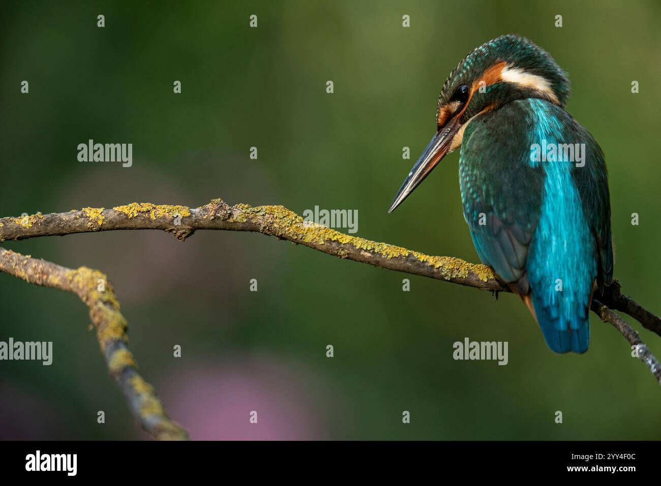 Un oiseau kingfisher vibrant est perché sur une branche couverte de lichen jaune. Ses plumes bleu irisé et orange contrastent magnifiquement avec le natura Banque D'Images