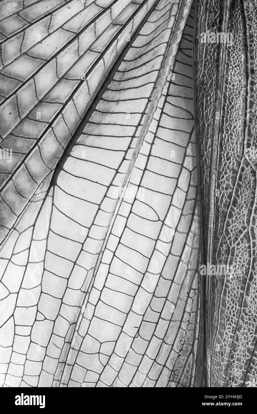 Un gros plan détaillé en noir et blanc des ailes de libellule, mettant en évidence les motifs complexes et les structures délicates des ailes transparentes d'insecte fo Banque D'Images
