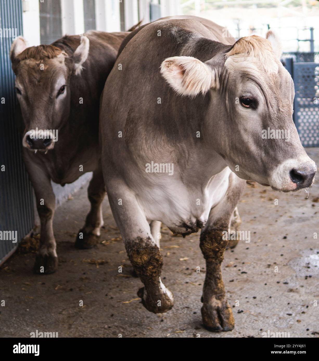 Deux vaches brunes et blanches se tiennent à l'intérieur d'une grange, mettant en valeur leur environnement de vie agricole avec un accent sur une au premier plan. Banque D'Images