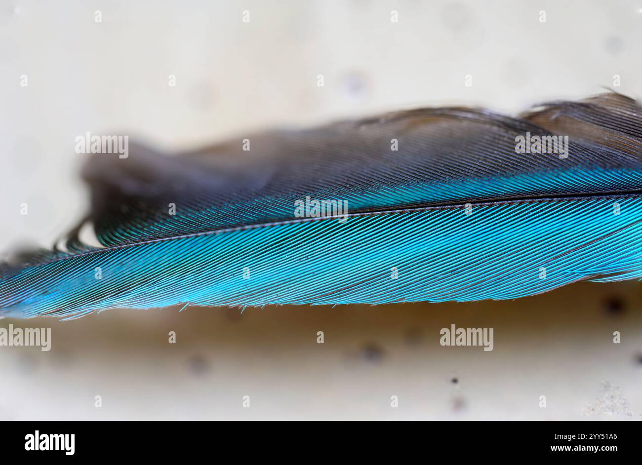 Gros plan sur la belle plume d'aile bleue d'un martin-pêcheur à gorge blanche (Halcyon smyrnensis) également connu sous le nom de martin-pêcheur à poitrine blanche Banque D'Images