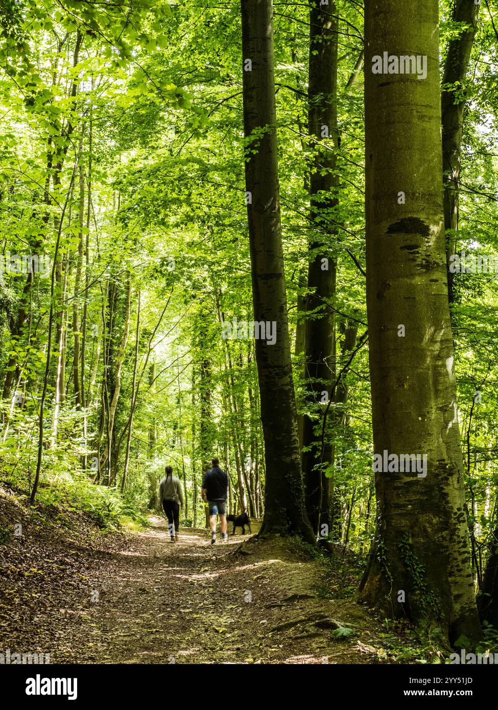 Deux personnes promenant leur chien le long du sentier connu sous le nom de Cotswold Way traversant Witcombe Wood près de Birdlip, Gloucestershire. Banque D'Images