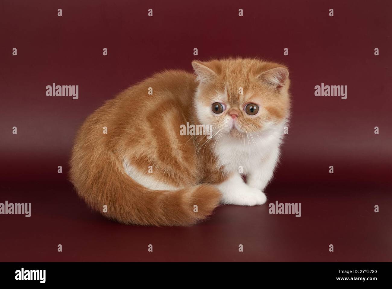 petit beau chaton rouge exotique sur un fond bordeaux dans le studio. La couleur du chaton persan est rouge avec du blanc Banque D'Images