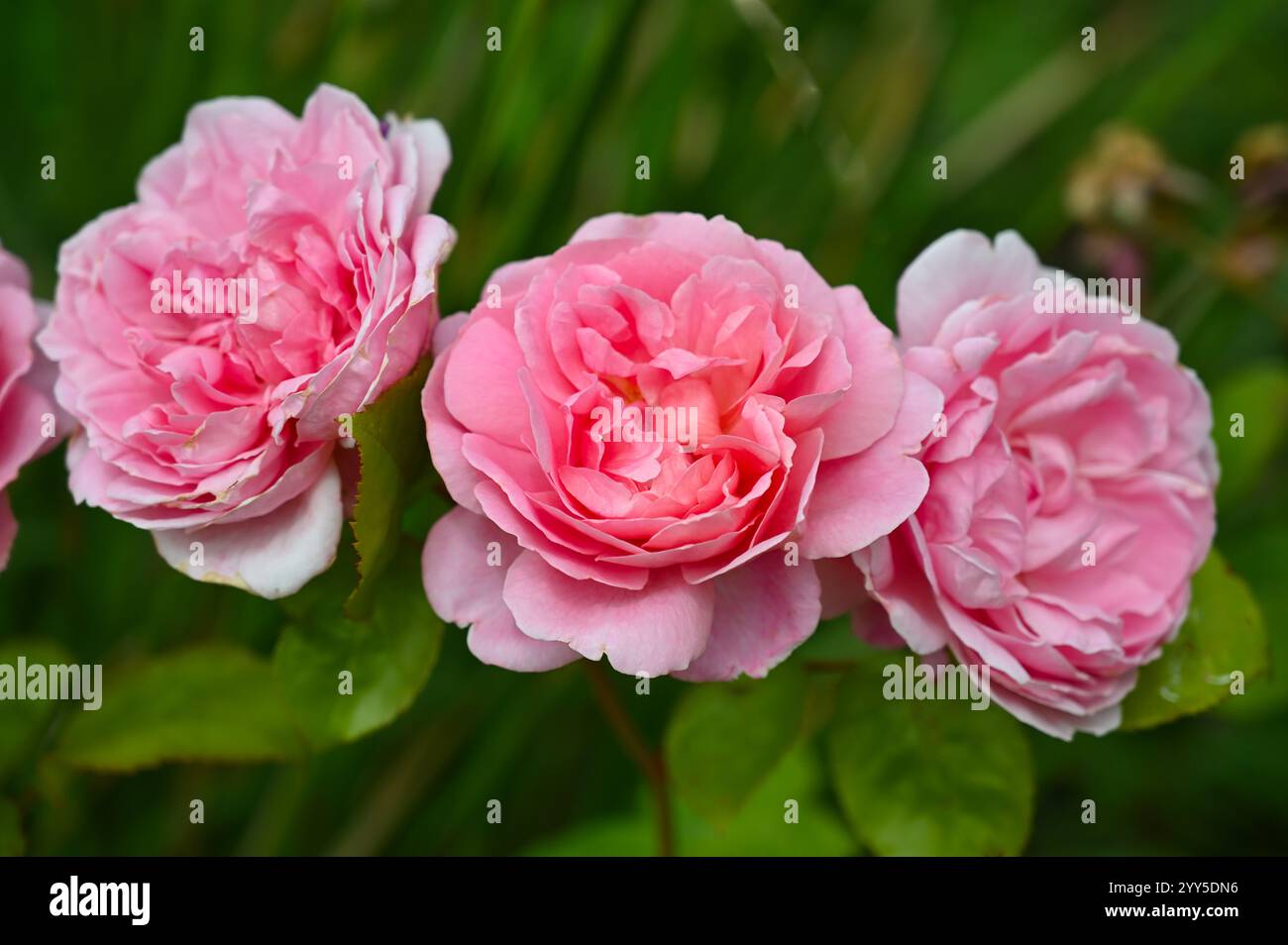 Fleurs d'été roses de rose grimpante anglaise Strawberry Hill UK Garden juillet Banque D'Images