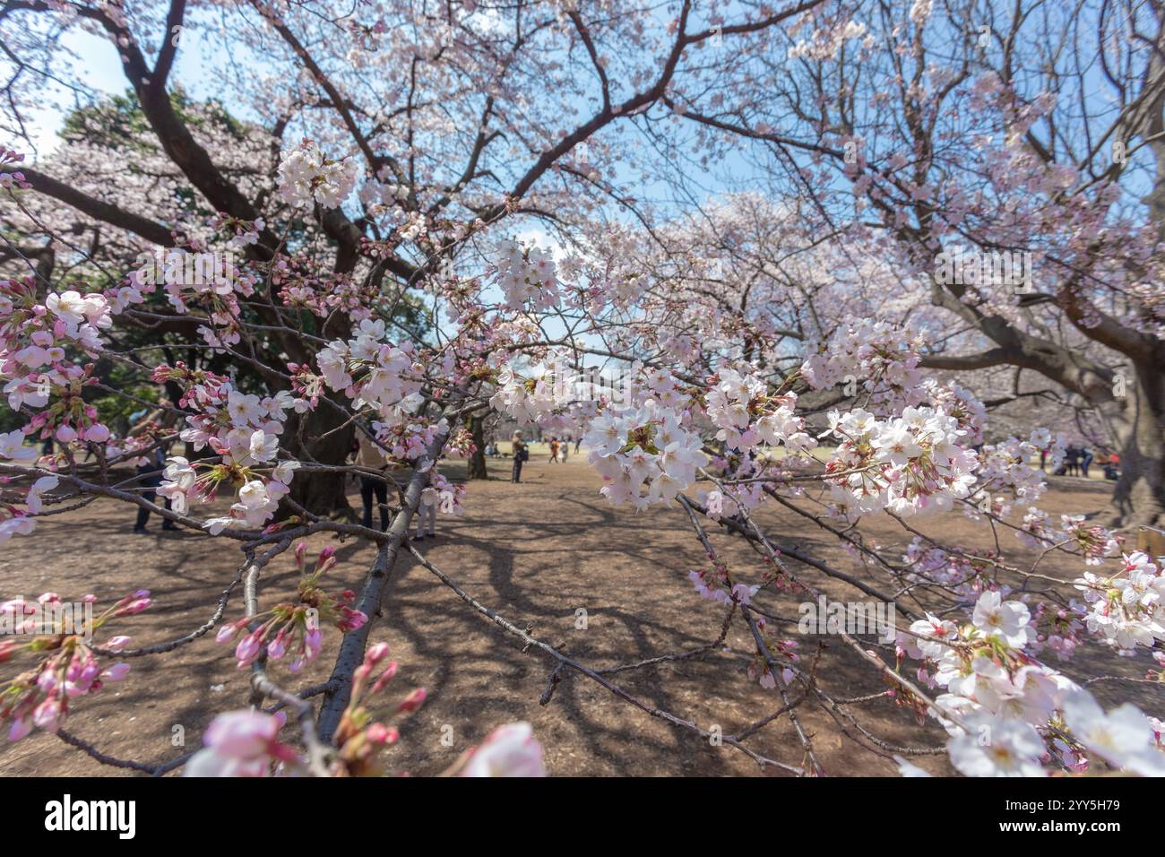 Belle observation des cerisiers en fleurs ou Hanami à Ueno Park, Tokyo, les Japonais considèrent important. Cette fleur fleurit seulement une fois par an, seulement au printemps. Banque D'Images