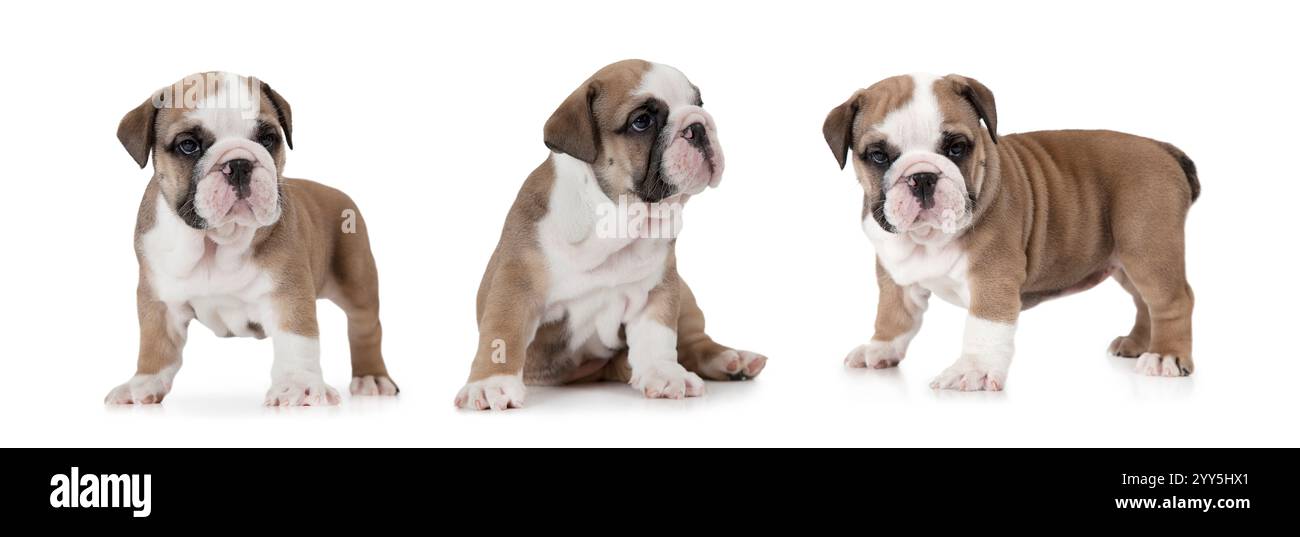 Collage photo de chiot bouledogue anglais (six semaines) isolé sur fond blanc Banque D'Images