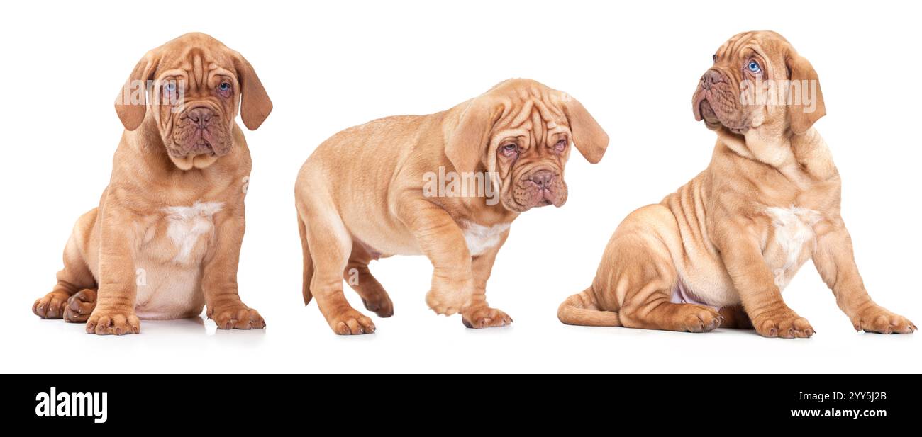 Chiots de race Mastiff français de neuf mois isolés sur fond blanc Banque D'Images
