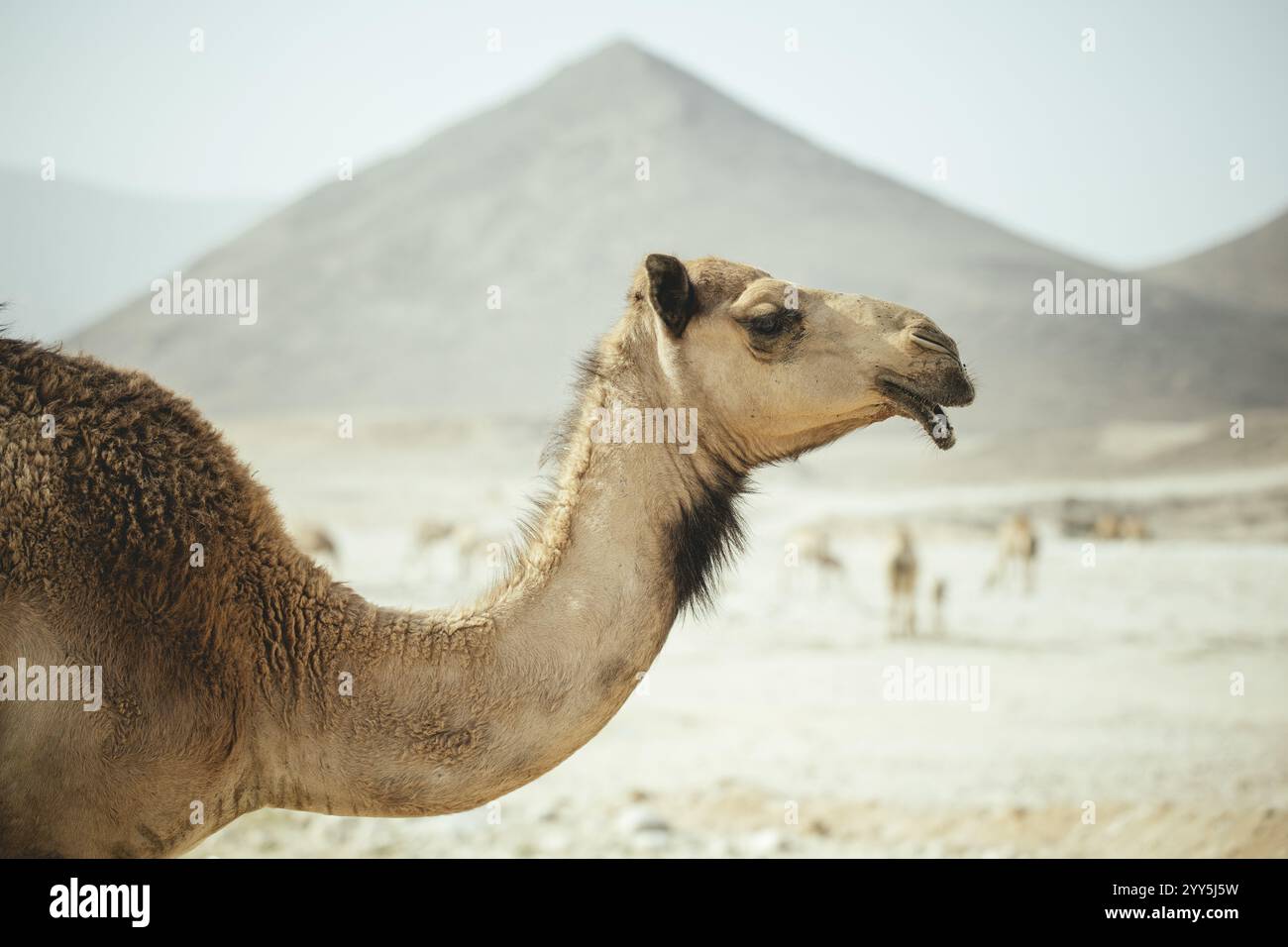 Dromadaire d'un troupeau de chameaux (Camelus dromedarius) sur le chemin du retour de la plage près d'Al Mhugsayl, Dhofar, Oman dans la soirée Banque D'Images