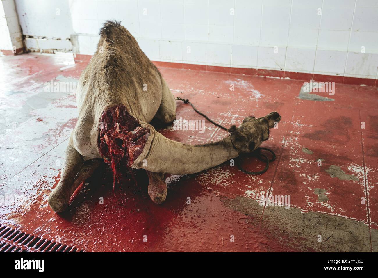 Abattage de chameaux (halal), abattoir de Salalah, Dhofar, Oman, Asie Banque D'Images