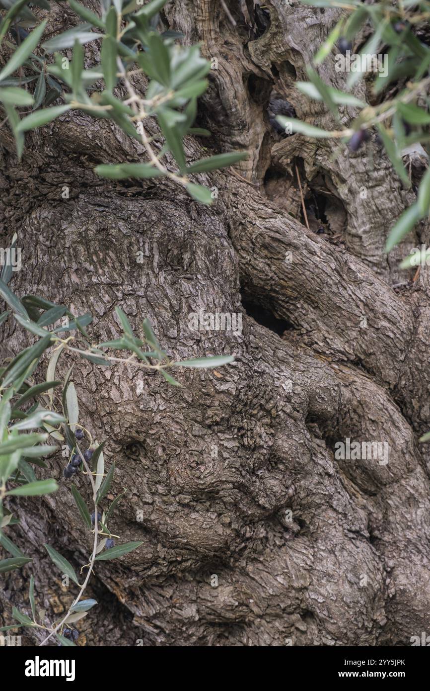 Tronc d'un très vieil olivier (Olea europaea), Pouilles, Italie, Europe Banque D'Images