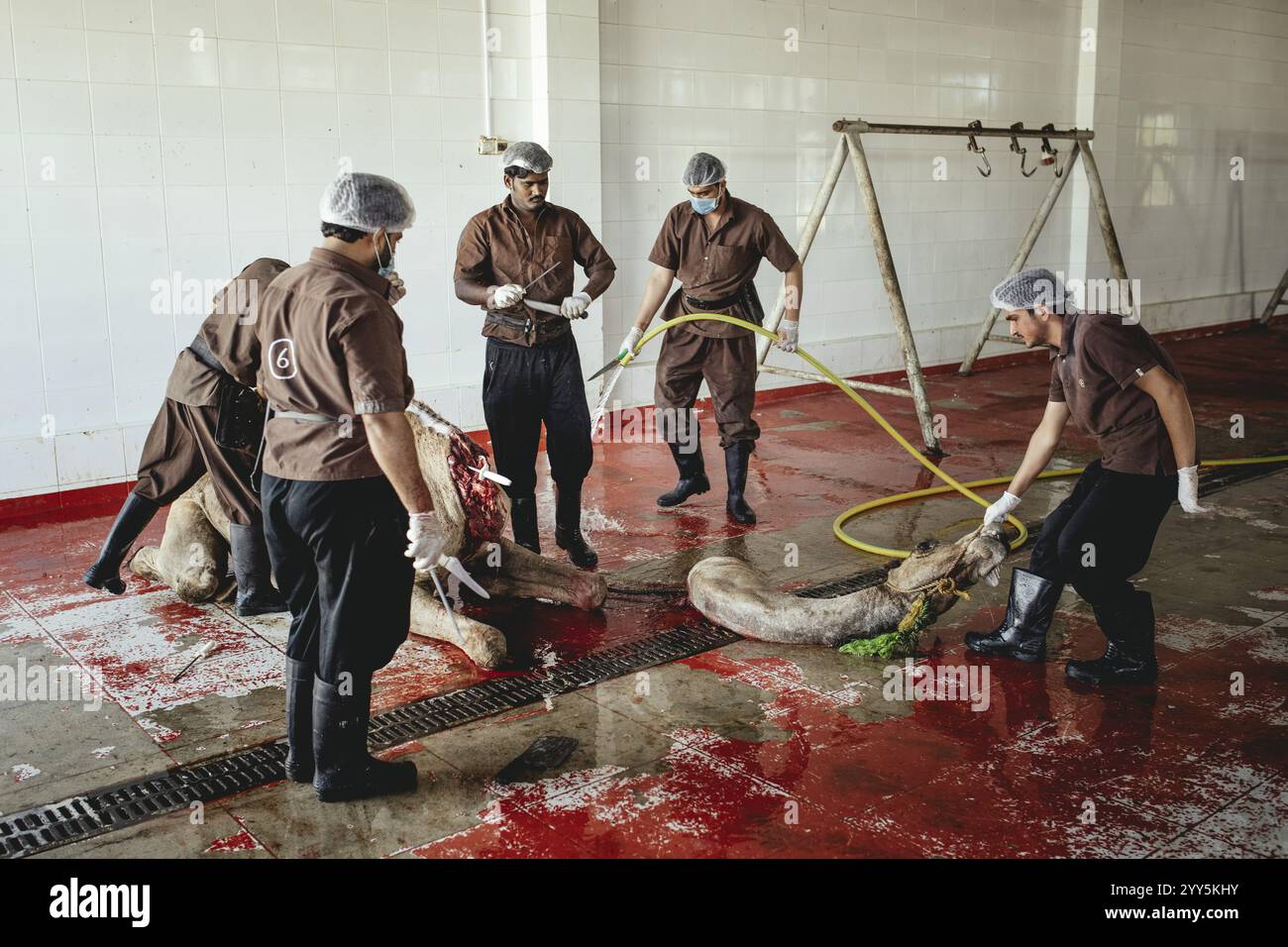Abattage de chameaux (halal), abattoir de Salalah, Dhofar, Oman, Asie Banque D'Images