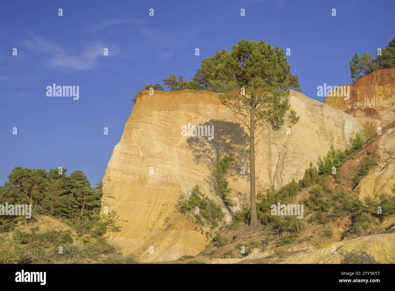 PIN d'Alep (Pinus halepensis) et roche ocre Colorado de Rustrel, Rustrel, département du Vaucluse, France, Europe Banque D'Images