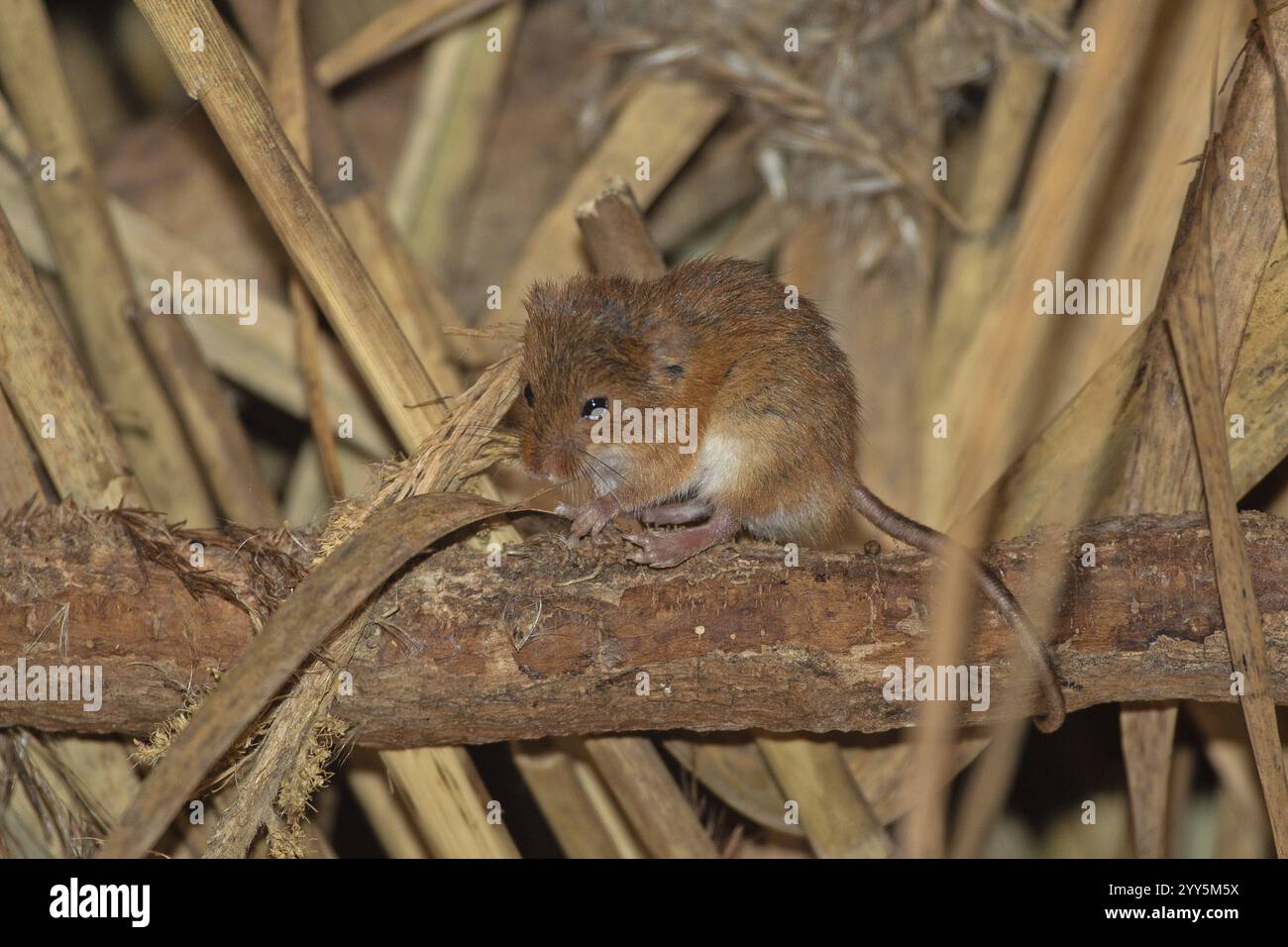 Souris naine debout sur une branche devant des tiges de roseau, regardant à gauche Banque D'Images