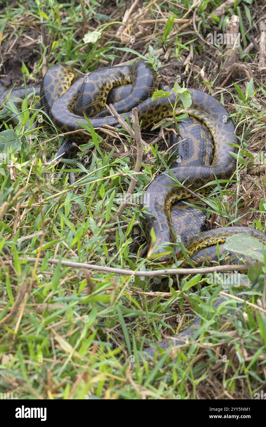 Anaconda jaune (Eunectes notaeus), également connu sous le nom d'anaconda du Paraguay ou anaconda du sud, boa (Boidae), serpent constricteur, petits compagnons mâles avec beaucoup Banque D'Images