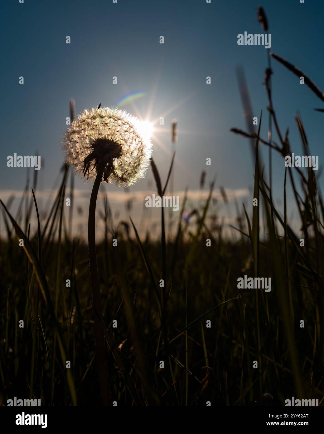 Pré au coucher du soleil. Rayons du soleil. Pissenlit. Arrière-plan. Banque D'Images