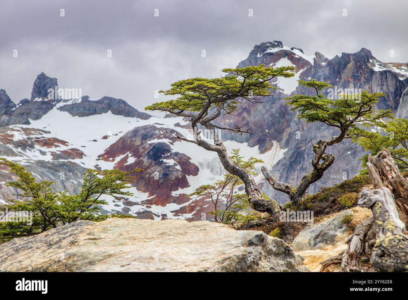 Arbre courbé accroché au sol entre les rochers en Terre de feu, Argentine. Montagnes escarpées avec des glaciers en arrière-plan. Banque D'Images