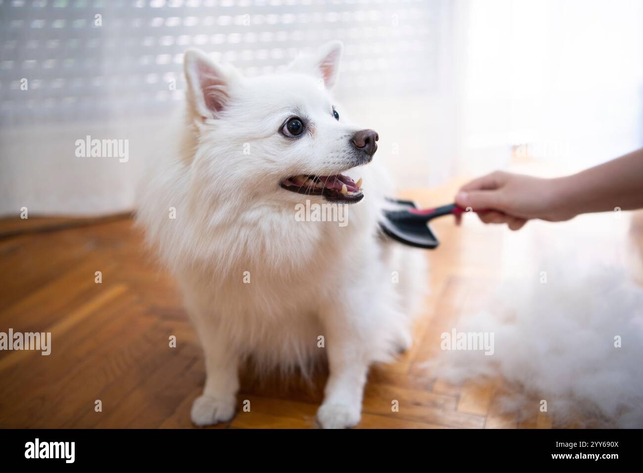Main femelle avec furminator peignant la fourrure de chien pomeranian spitz allemand. Un tas de laine, cheveux et outil de toilettage. Concept de mue saisonnière pour animaux de compagnie Banque D'Images