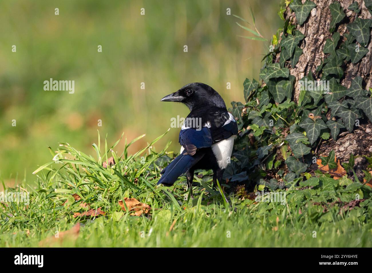 Une Magpie eurasienne (Pica pica). Banque D'Images