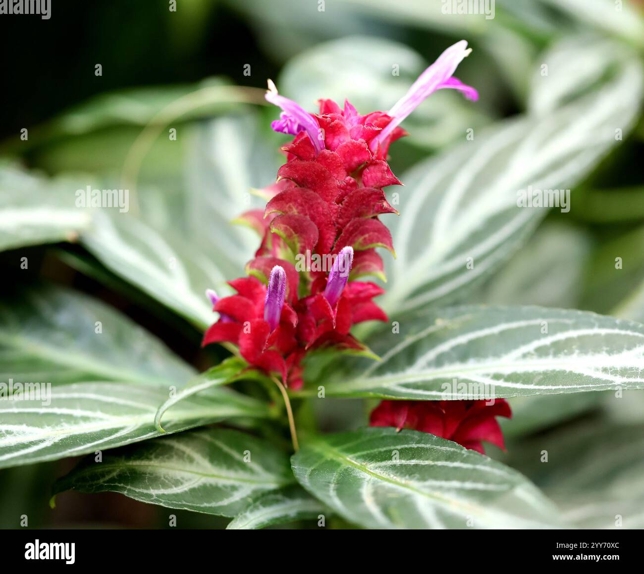 Plante de crevette pourpre, cône de pin rose, feux d'artifice brésiliens ou magie de jade, Justicia scherdweileri, Acanthaceae. Brésil, Amérique du Sud. Banque D'Images