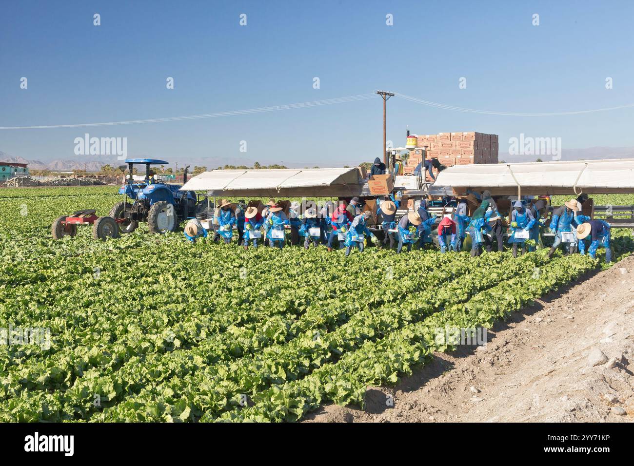 Ouvriers agricoles récoltant l'emballage laitue 'iceberg' biologique, champ 'Lactuca sativa var. capitata. Tracteur New Holland. Banque D'Images
