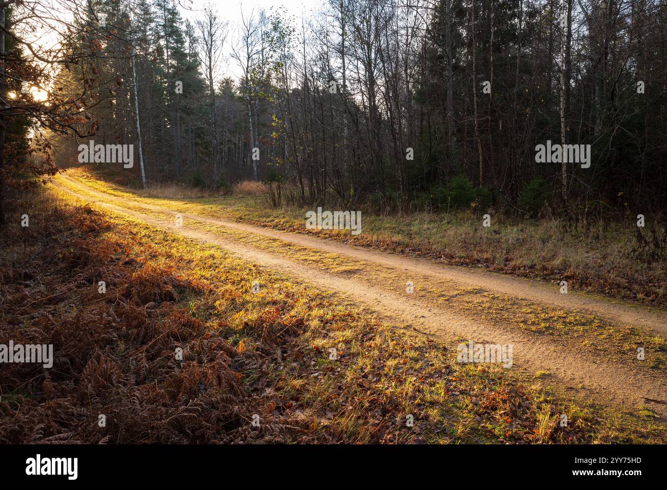 Un paisible chemin de gravier serpente à travers une forêt à Hässleholm, en Suède, rayonnant de la lumière chaude du soleil par une soirée d'automne fraîche, capturant la sérénité de l'automne Banque D'Images