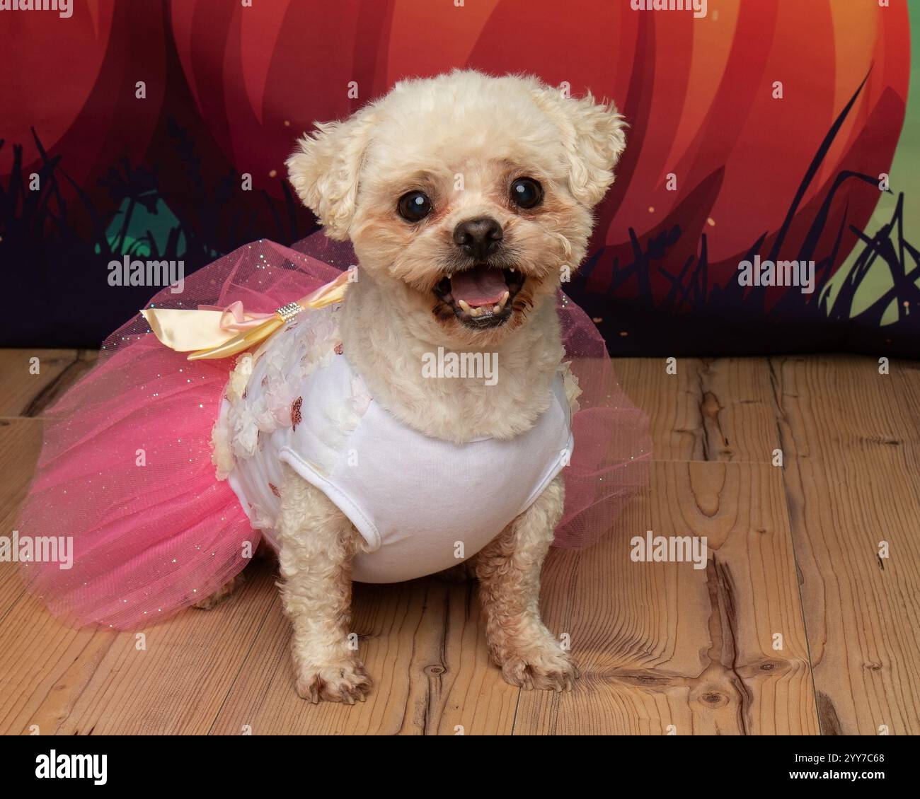 mignon bichon blanc frise caniche mélange portant un portrait de robe de costume d'halloween Banque D'Images