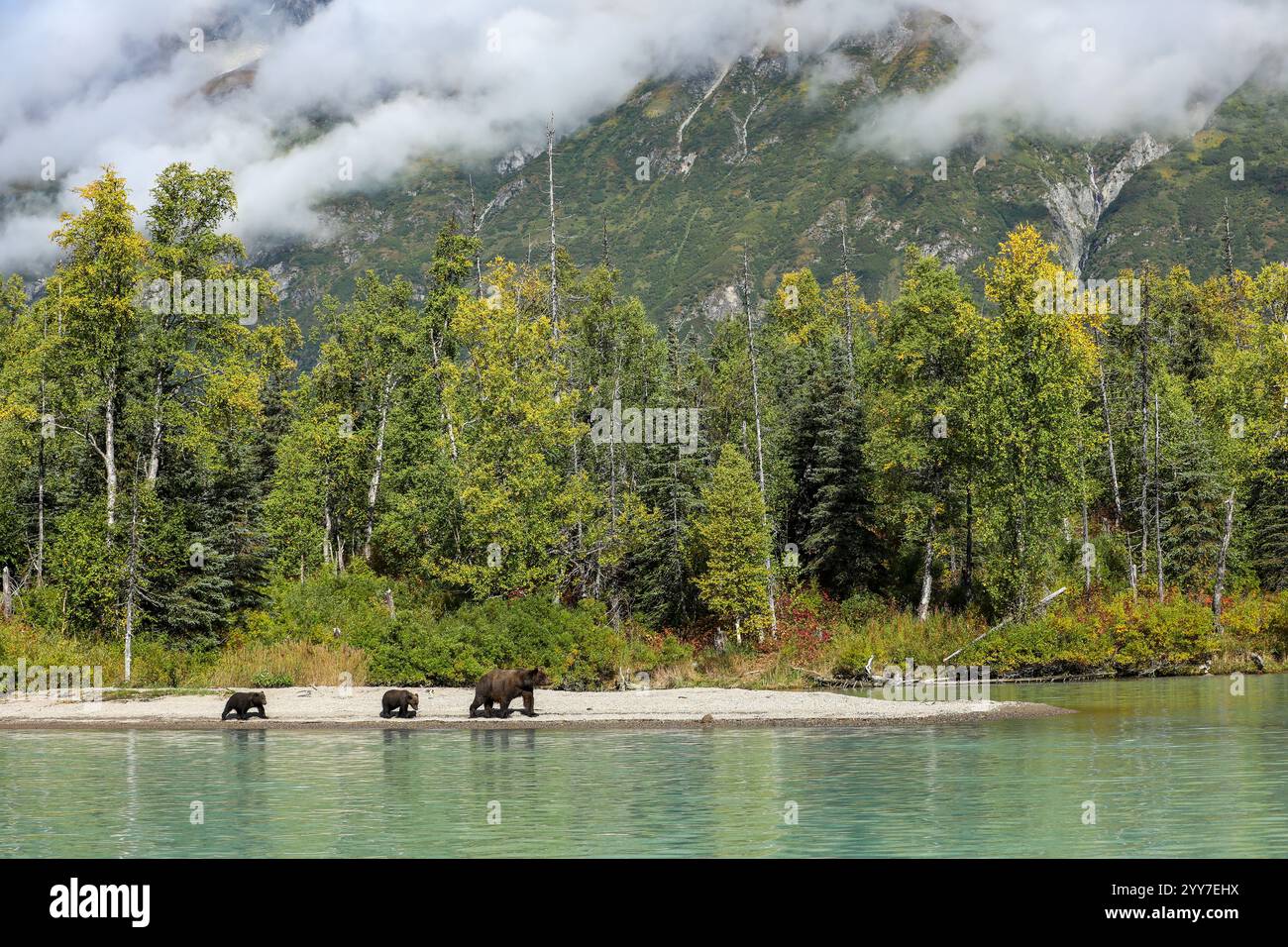 Mère ours grizzli semé avec deux oursons marchant sur la rive d'un lac dans le parc national du lac Clark, Alaska Banque D'Images