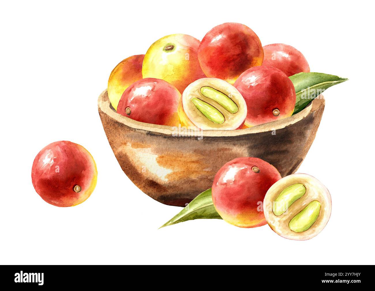 Bol avec des fruits frais Camu Camu. Illustration peinte à la main à l'aquarelle, isolée sur fond blanc Banque D'Images