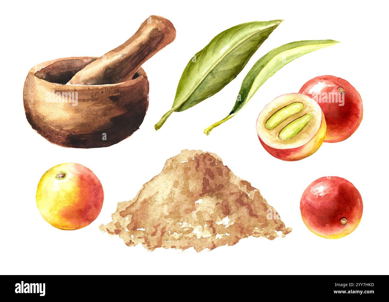 Baies de camu camu, poudre moulue et ensemble de mortier. Super nourriture. Illustration dessinée à la main à l'aquarelle isolée sur fond blanc Banque D'Images