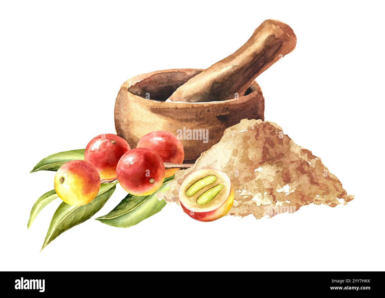 Baies de camu camu, poudre moulue et mortier. Super nourriture. Illustration dessinée à la main à l'aquarelle isolée sur fond blanc Banque D'Images