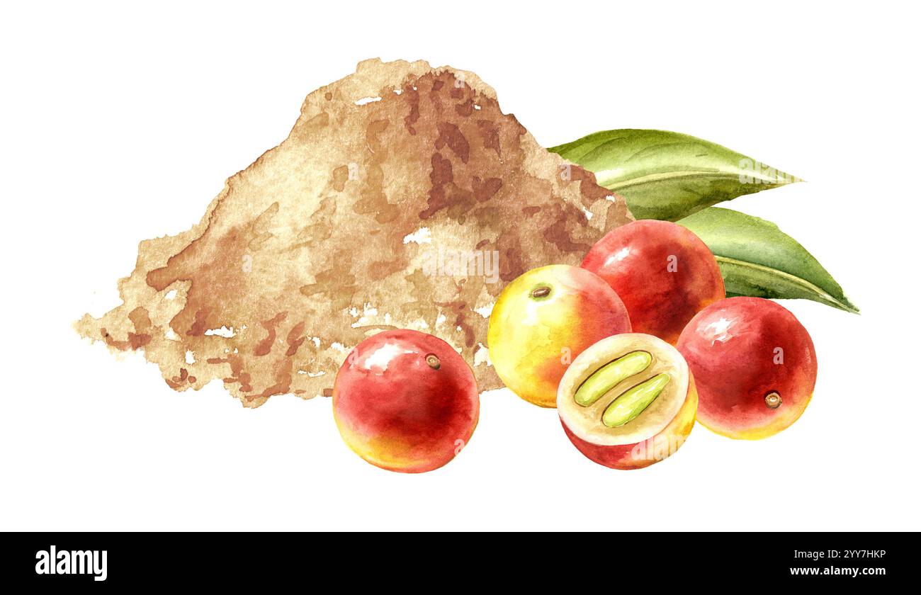 Camu camu fruits et poudre moulue, Superfood. Illustration dessinée à la main à l'aquarelle isolée sur fond blanc Banque D'Images