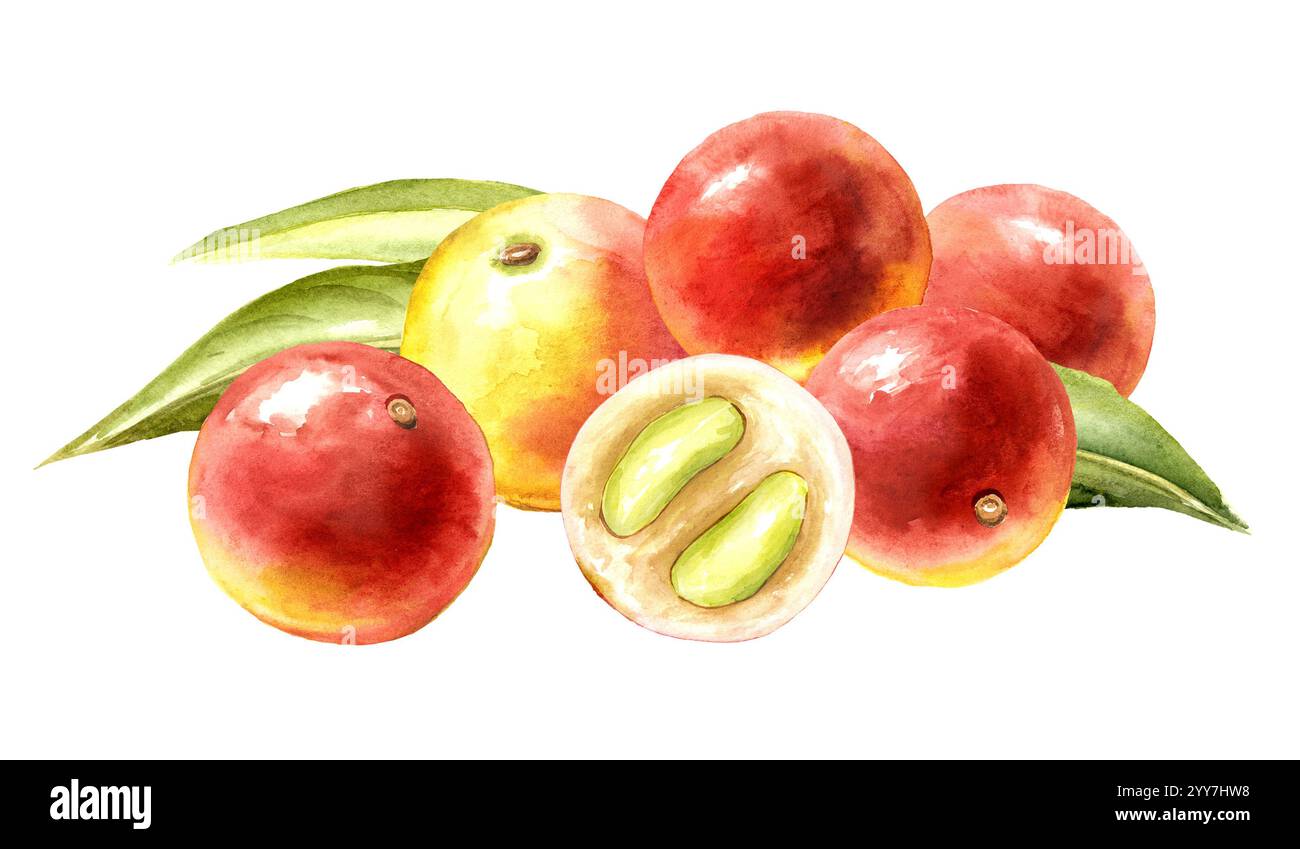 Baies de camu-camu. Super nourriture. Aquarelle illustration dessinée à la main, isolé sur fond blanc Banque D'Images