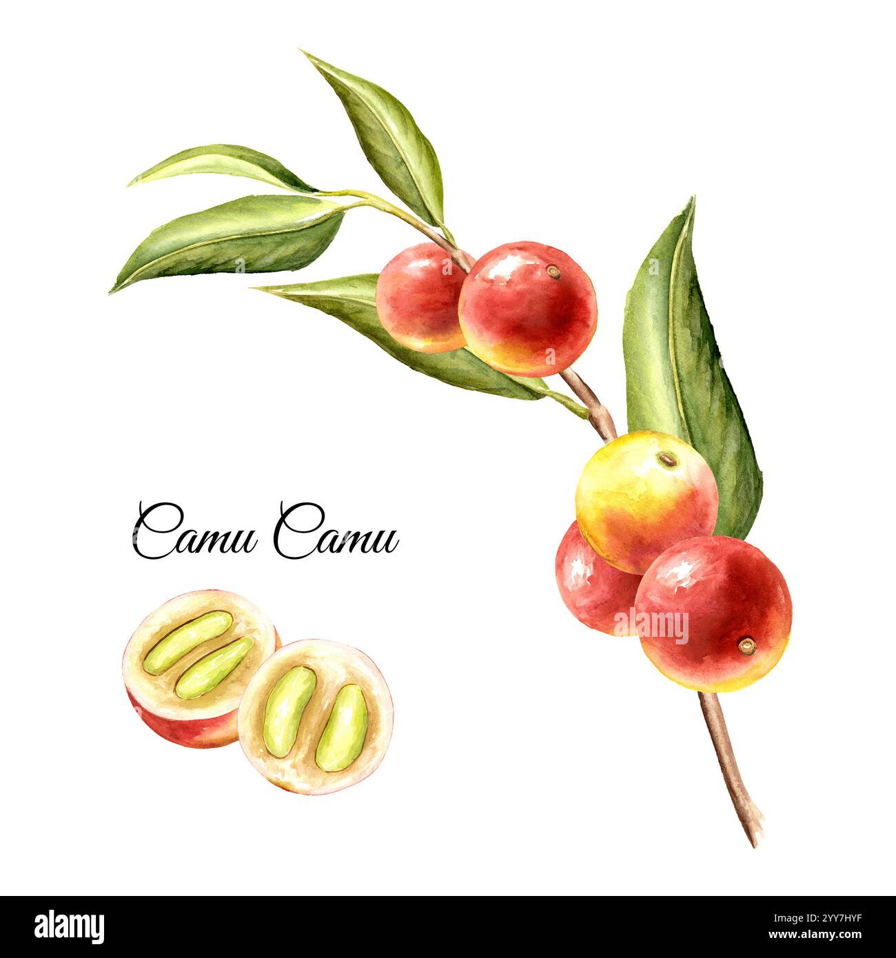 Camu-camu frehch avec des fruits. Super nourriture. Illustration dessinée à la main à l'aquarelle isolée sur fond blanc Banque D'Images