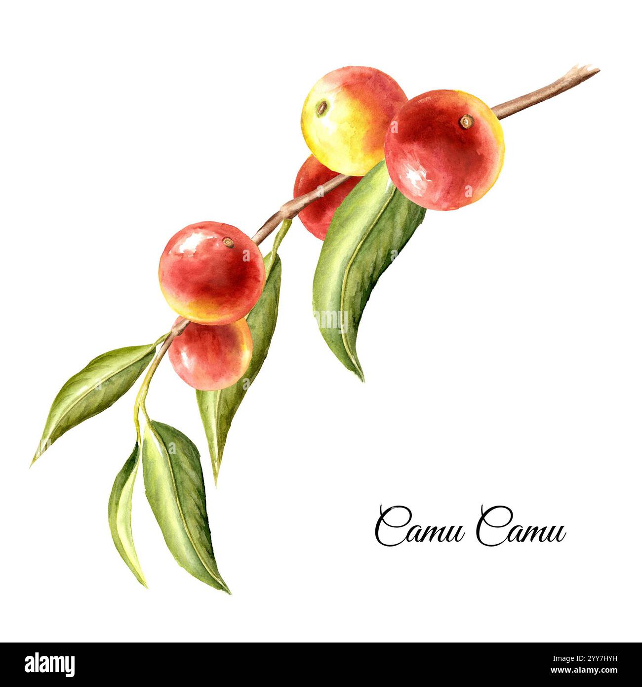 Camu-camu frehch avec des fruits. Super nourriture. Aquarelle illustration dessinée à la main, isolé sur fond blanc Banque D'Images